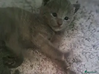 Russian Blue cats TICA 5* Pedigree Russian Blue Kittens - Advert 9