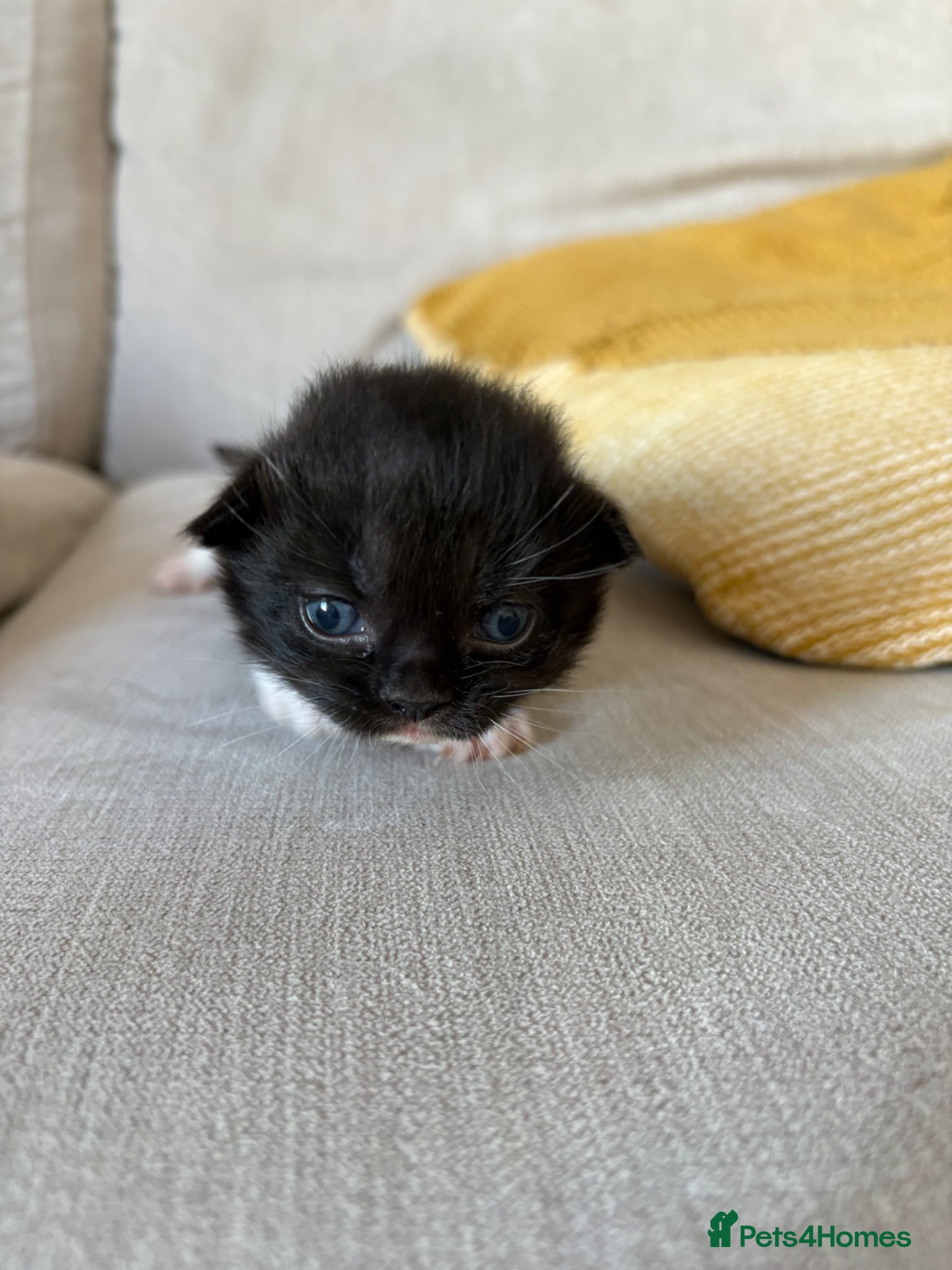 Mixed Breed cats Beautiful girl left  - Advert 13