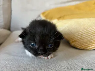 Mixed Breed cats Beautiful girl left - Advert 13