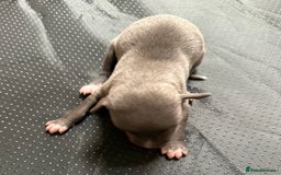 Whippet dogs for sale: Blue KC Boy "adorable" - Image 13