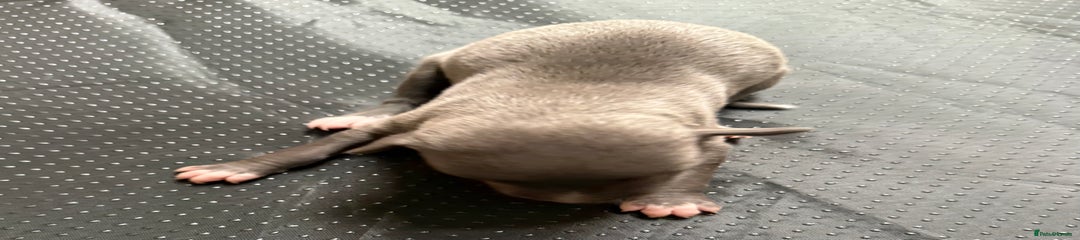 Whippet Puppy 3
