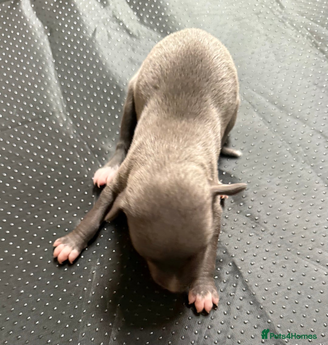 Whippet dogs for sale: Blue KC Boy "adorable" - Image 13