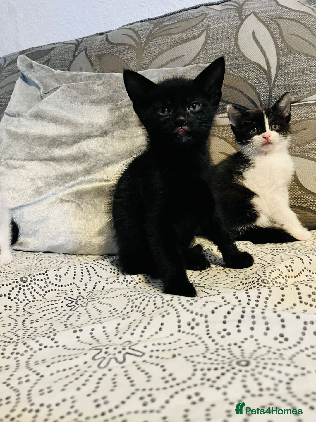 Domestic Shorthair cats for sale: Kittens for sale - Advert 4
