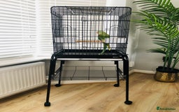 Parrots birds for sale: Beautiful hand reared alexandrine parrot for sale. - Image 9