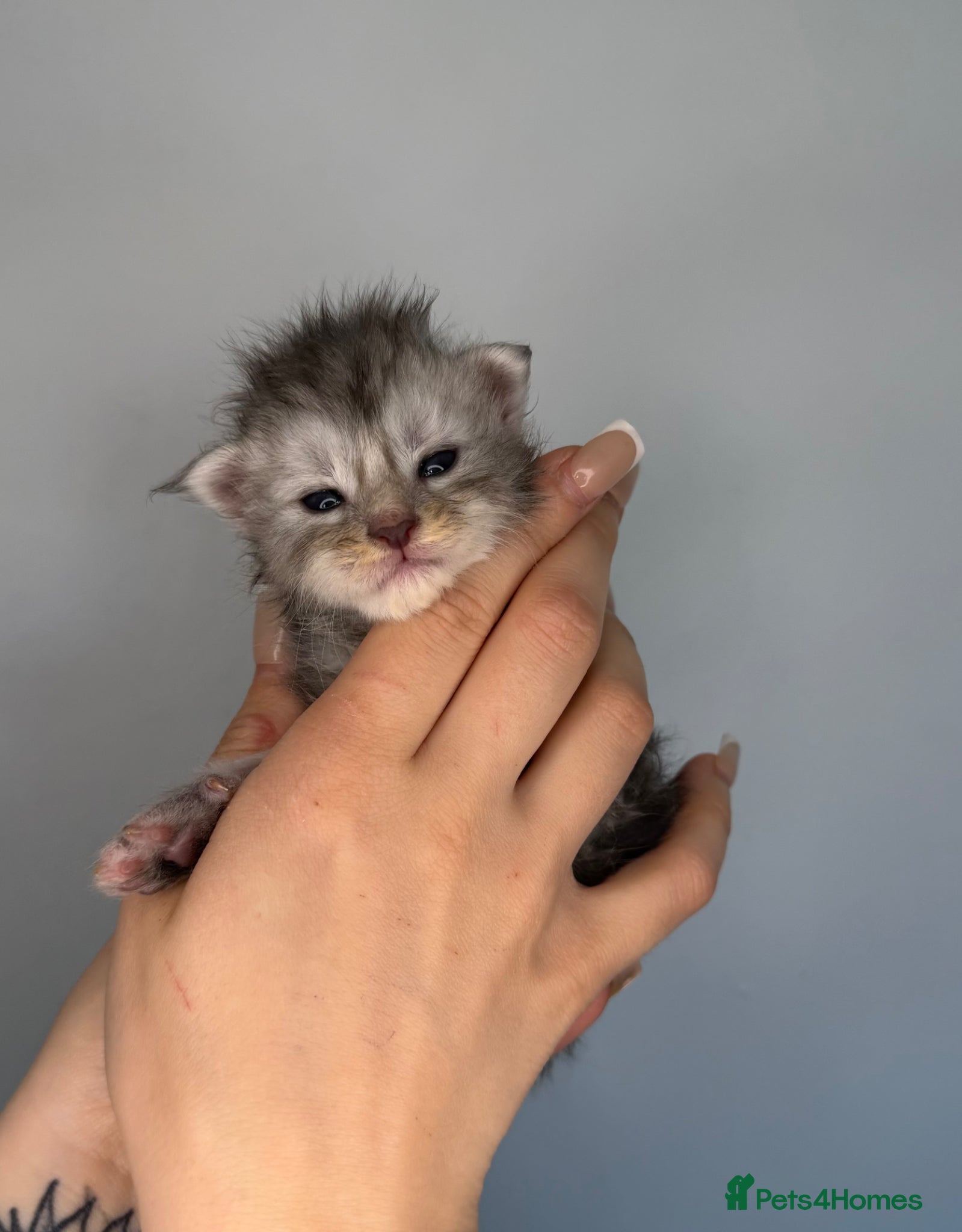 Maine Coon cats MoonsMaines kittens available! - Advert 2