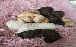 Cockapoo dogs for sale: F1b Cockapoos. Boys & Girls. DNA HEALTH TESTED - Image 29