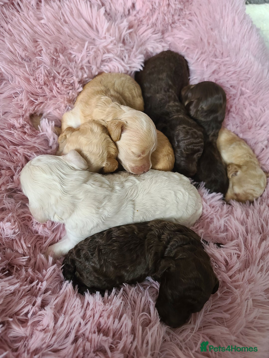 Cockapoo dogs for sale: F1b Cockapoos. Boys & Girls. DNA HEALTH TESTED - Image 29