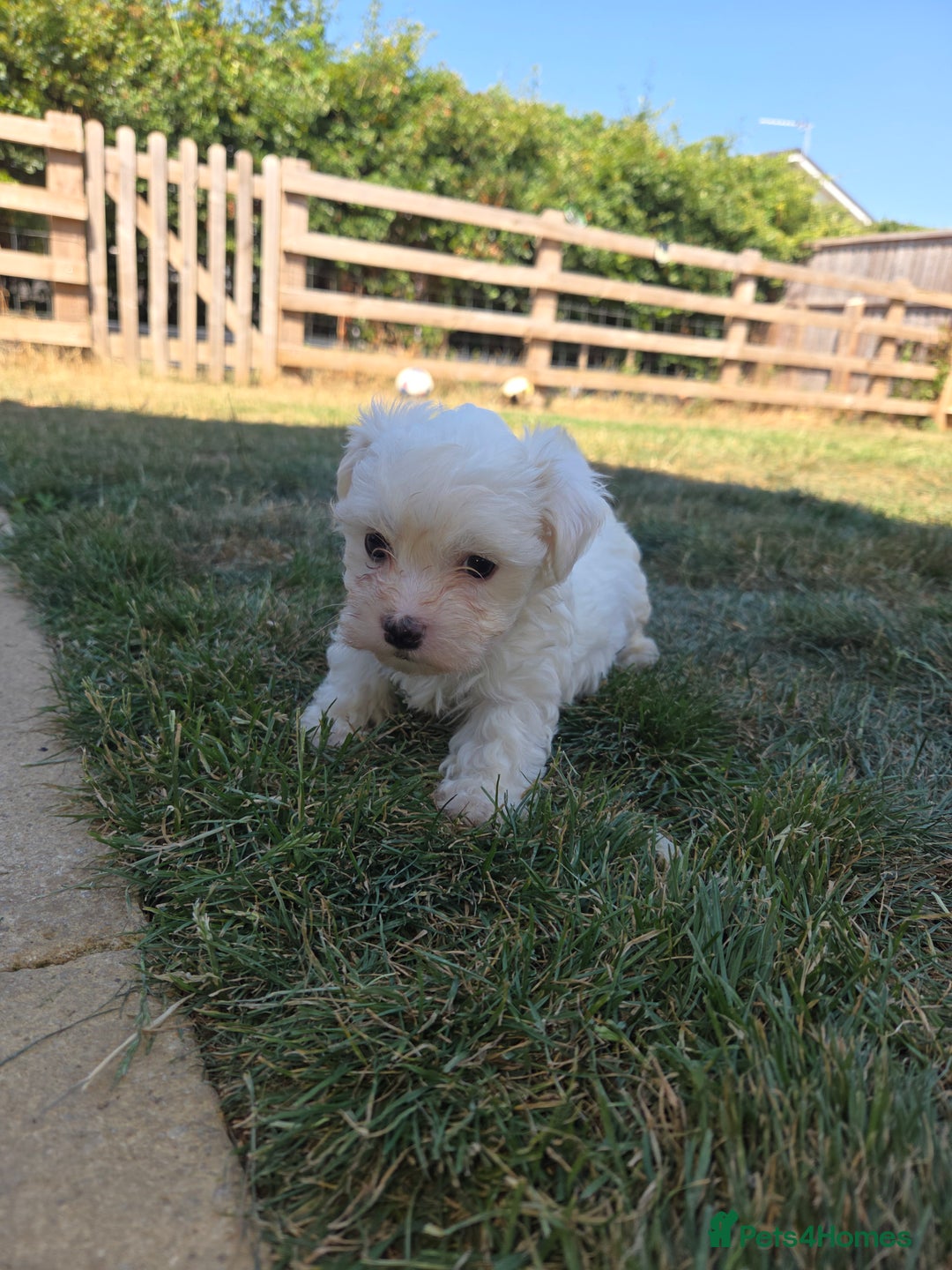 Maltese dogs for sale: Maltese puppies  - Image 4