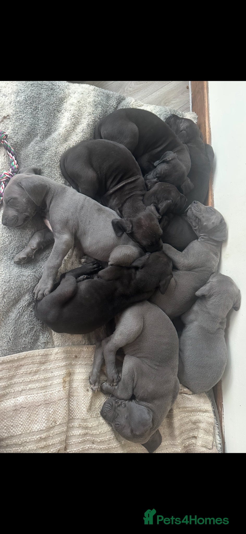 Great Dane dogs Great Dane Puppies For Sale  - Advert 10