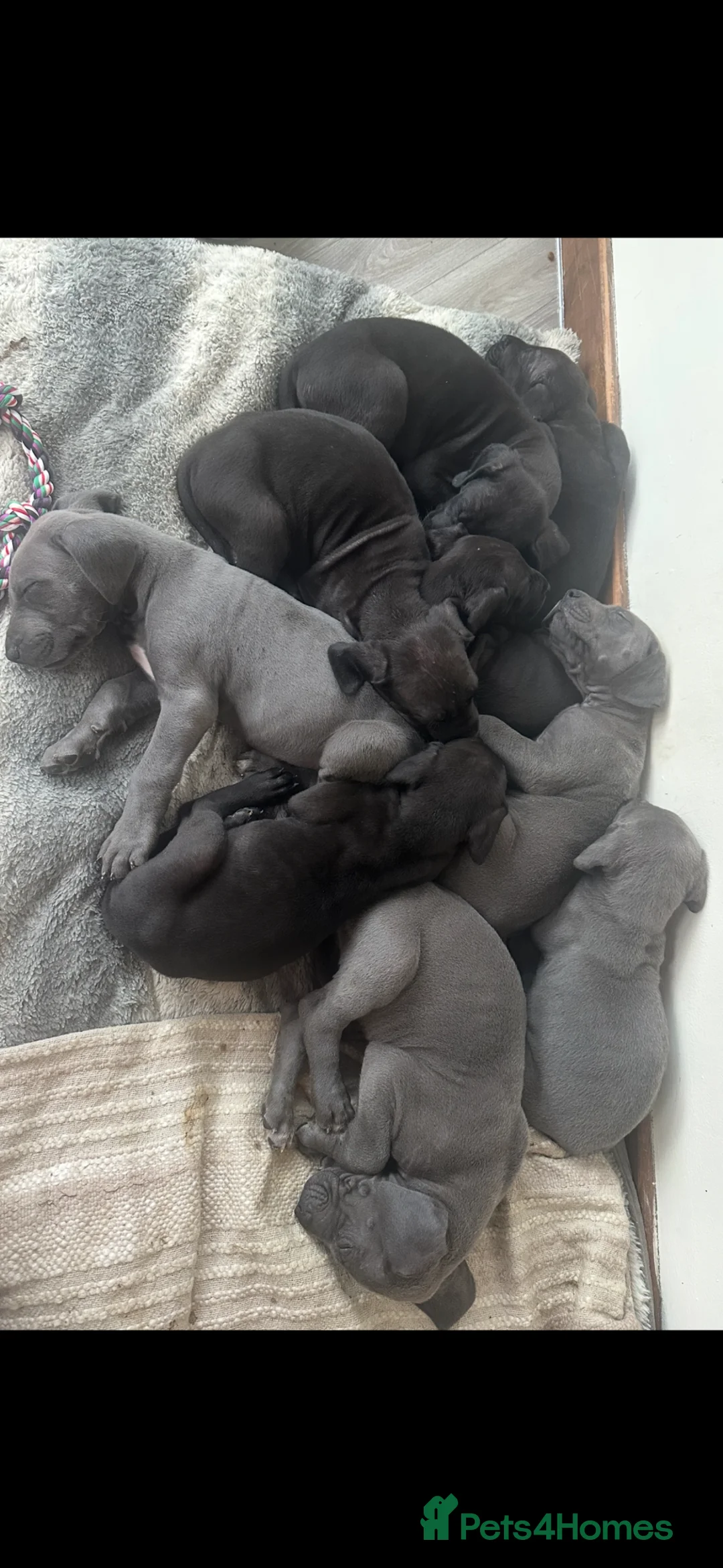 Great Dane dogs for sale: Great Dane Puppies For Sale  - Advert 1