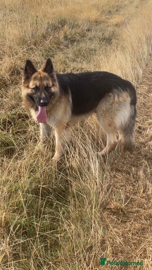 German Shepherd dogs Stunning big male German shepherd for stud  - Advert 5