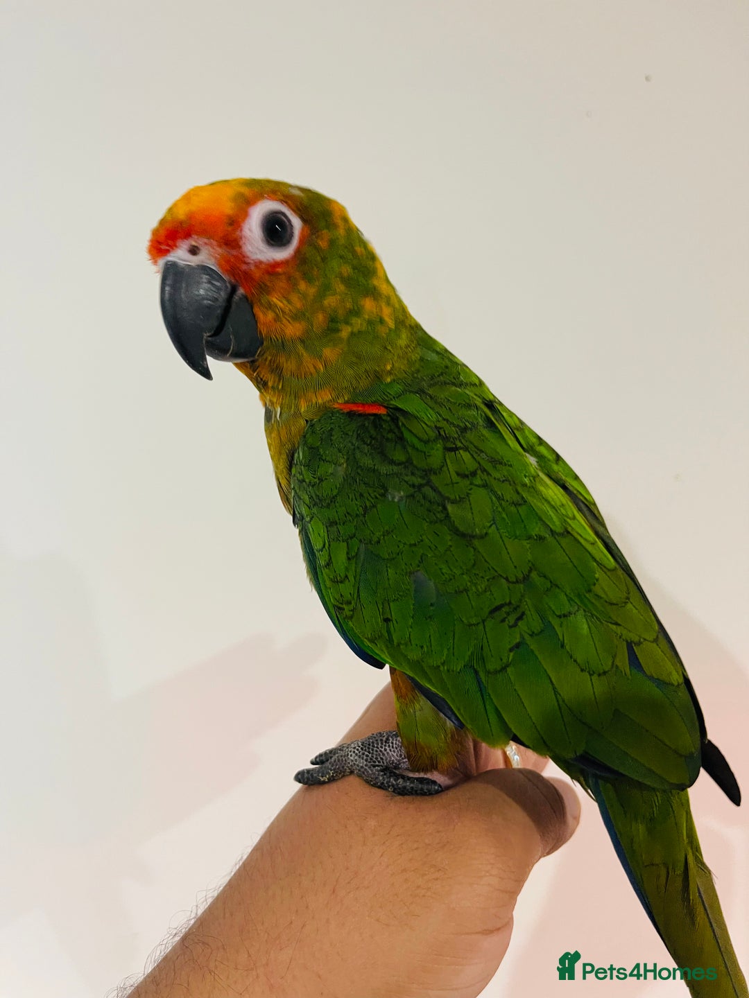 Mixed Breed birds for sale: Various birds for sale - Image 4