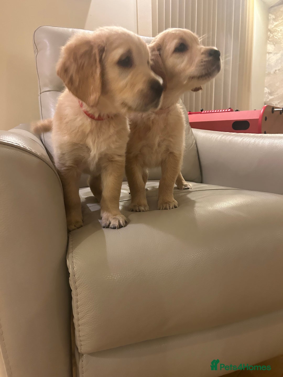 Golden Retriever dogs for sale: Gorgeous golden retriever puppies for sale - Image 13