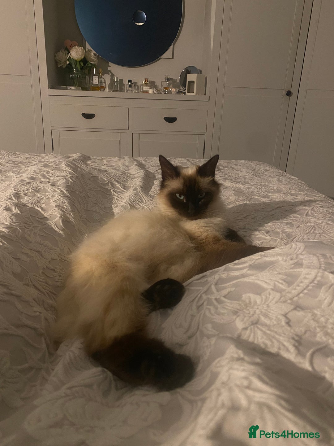 Ragdoll cats for sale: Beautiful Ragdoll kittens looking for forever home - Image 5