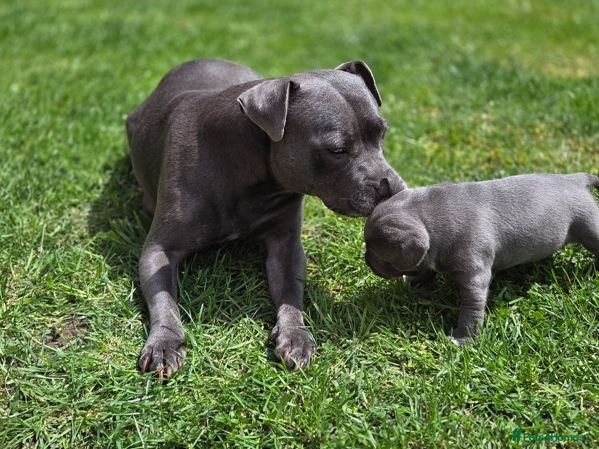 Staffordshire Bull Terrier dogs 🐾Blue Staffordshire Bull Terrier Puppies 🐾 - Advert 16