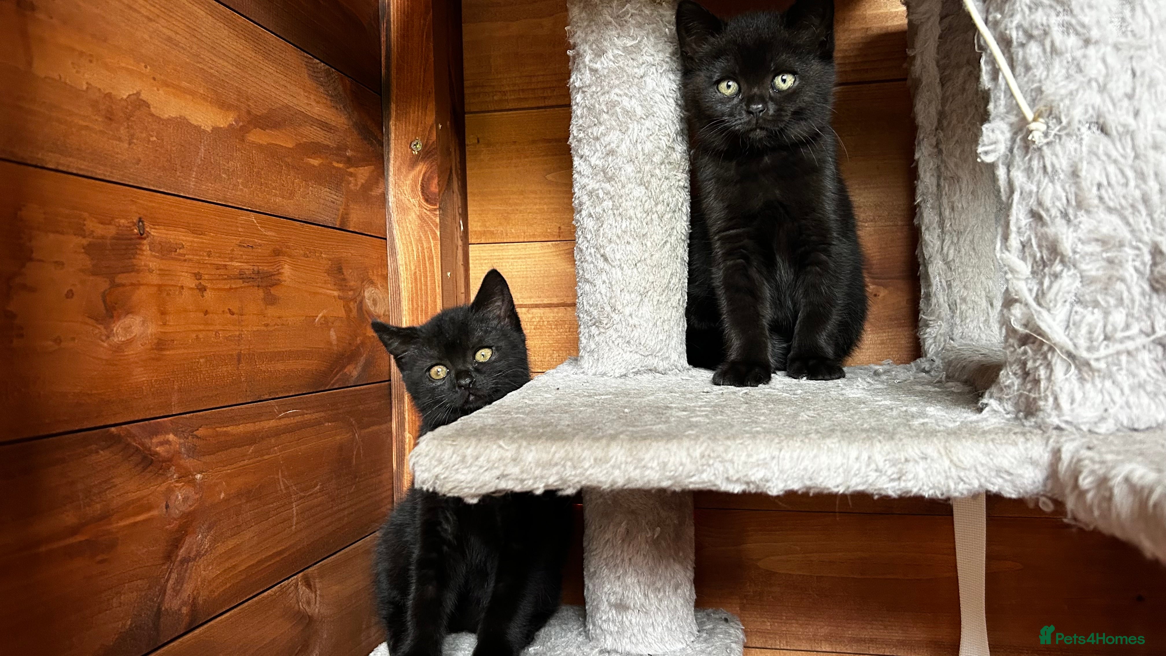 American Shorthair cats 2 baby girl kittens ready for forever homes - Advert 9