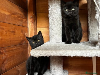 American Shorthair cats - Advert 2