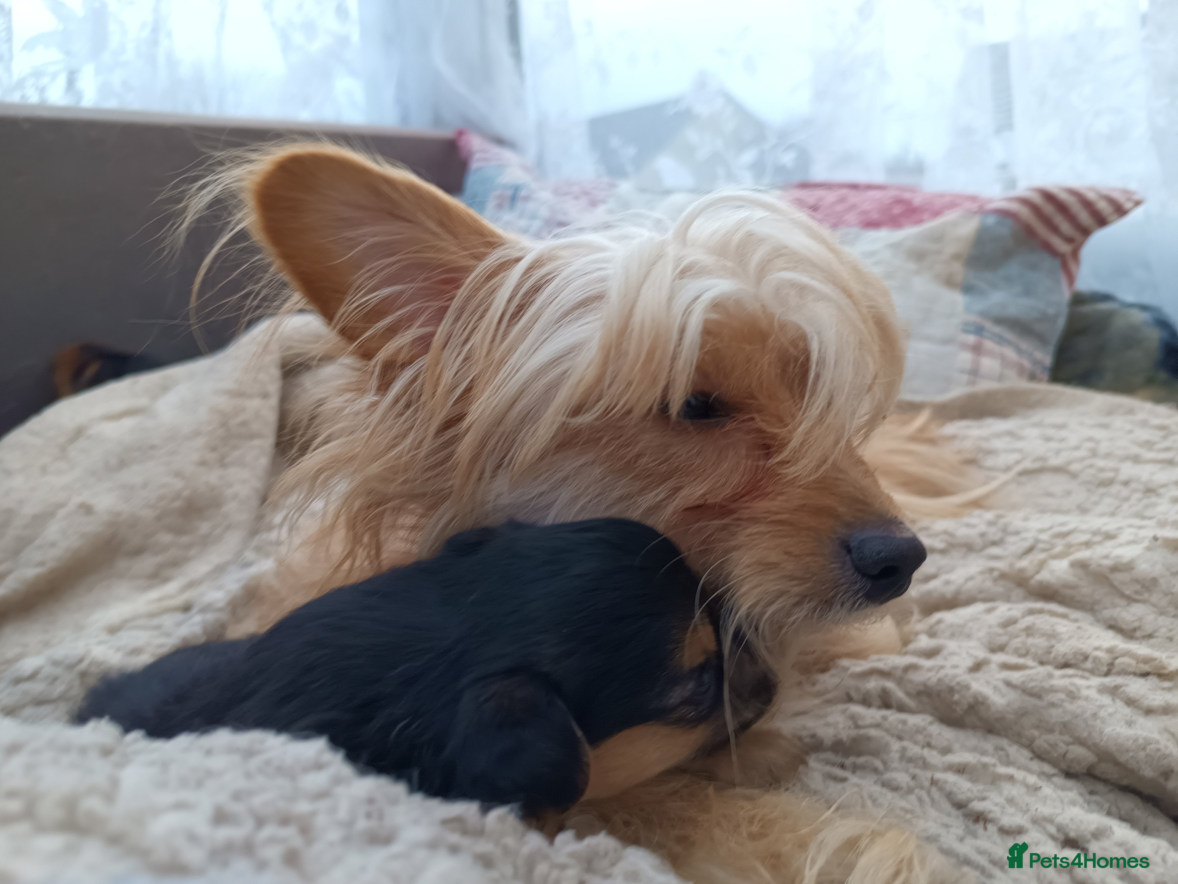 Mixed Breed dogs Small Mixed Breed Puppy  - Advert 13