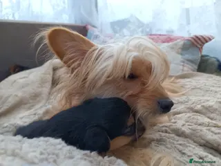 Mixed Breed dogs Small Mixed Breed Puppy - Advert 14