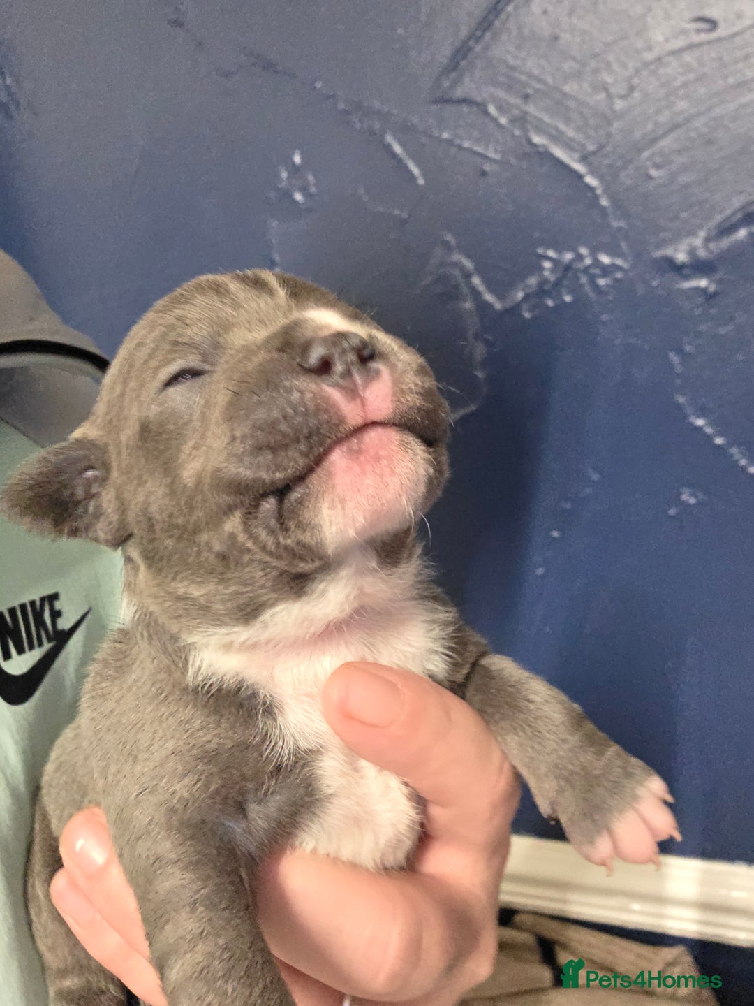 Staffordshire Bull Terrier dogs for sale: Blue staffie puppies 🐶  - Advert 5