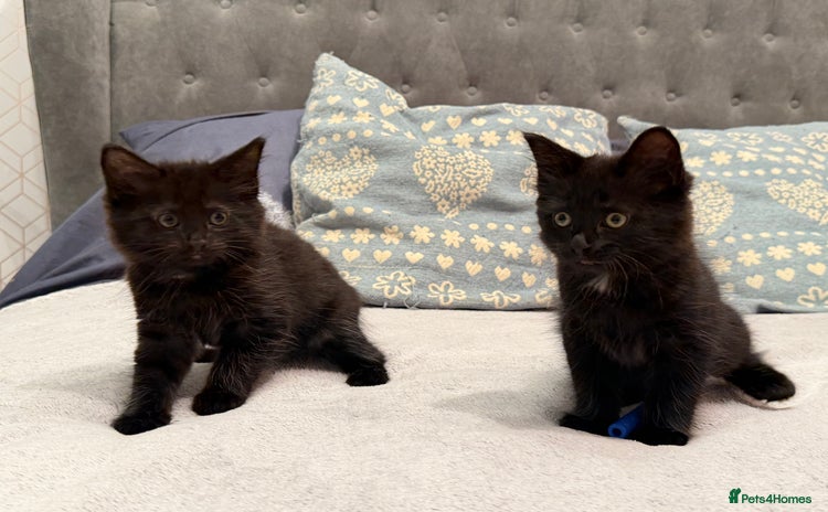Mixed Breed cats - Advert 1