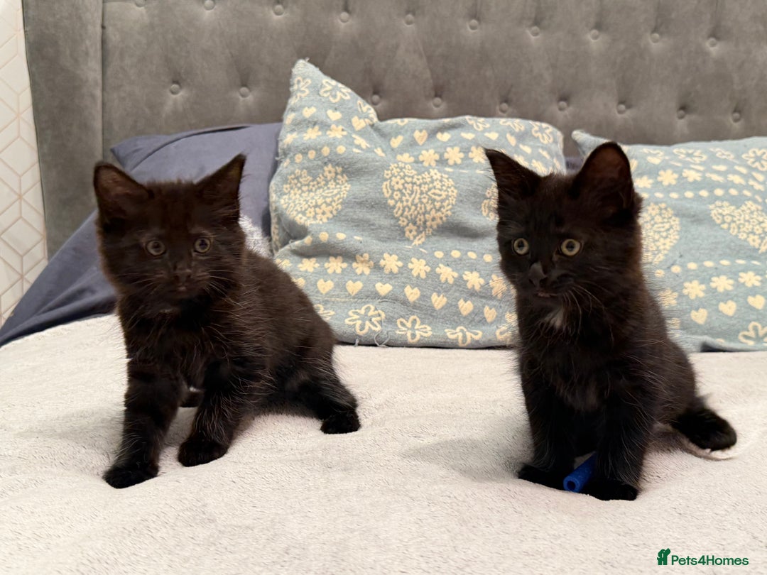 Mixed Breed cats for sale: Two gorgeous kittens looking for a loving home  - Image 1
