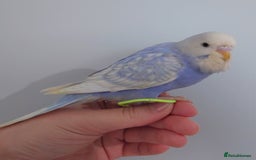 Budgerigars birds for sale: Hand reared silly tame baby budgies  - Image 29
