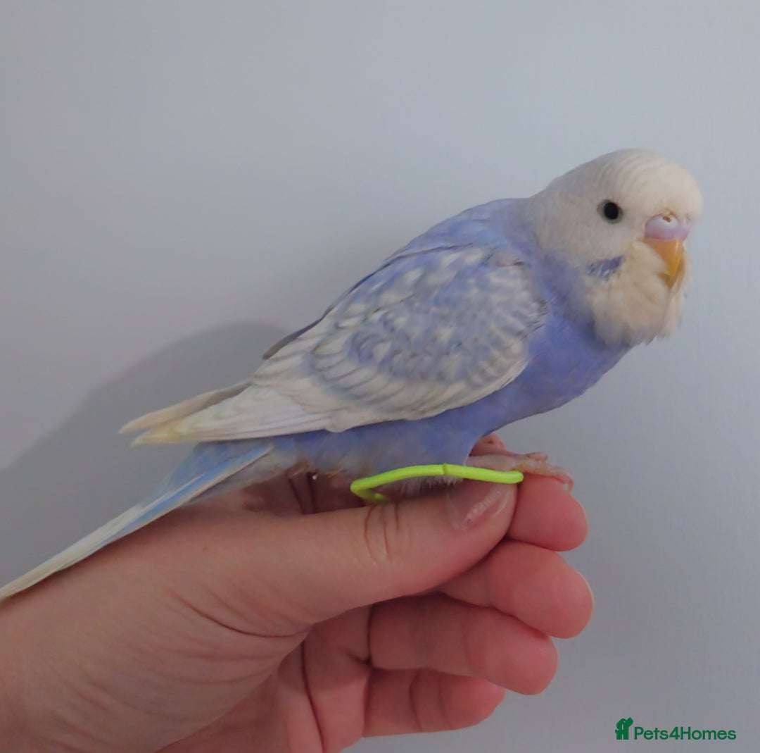 Budgerigars birds for sale: Hand reared silly tame baby budgies  - Image 29