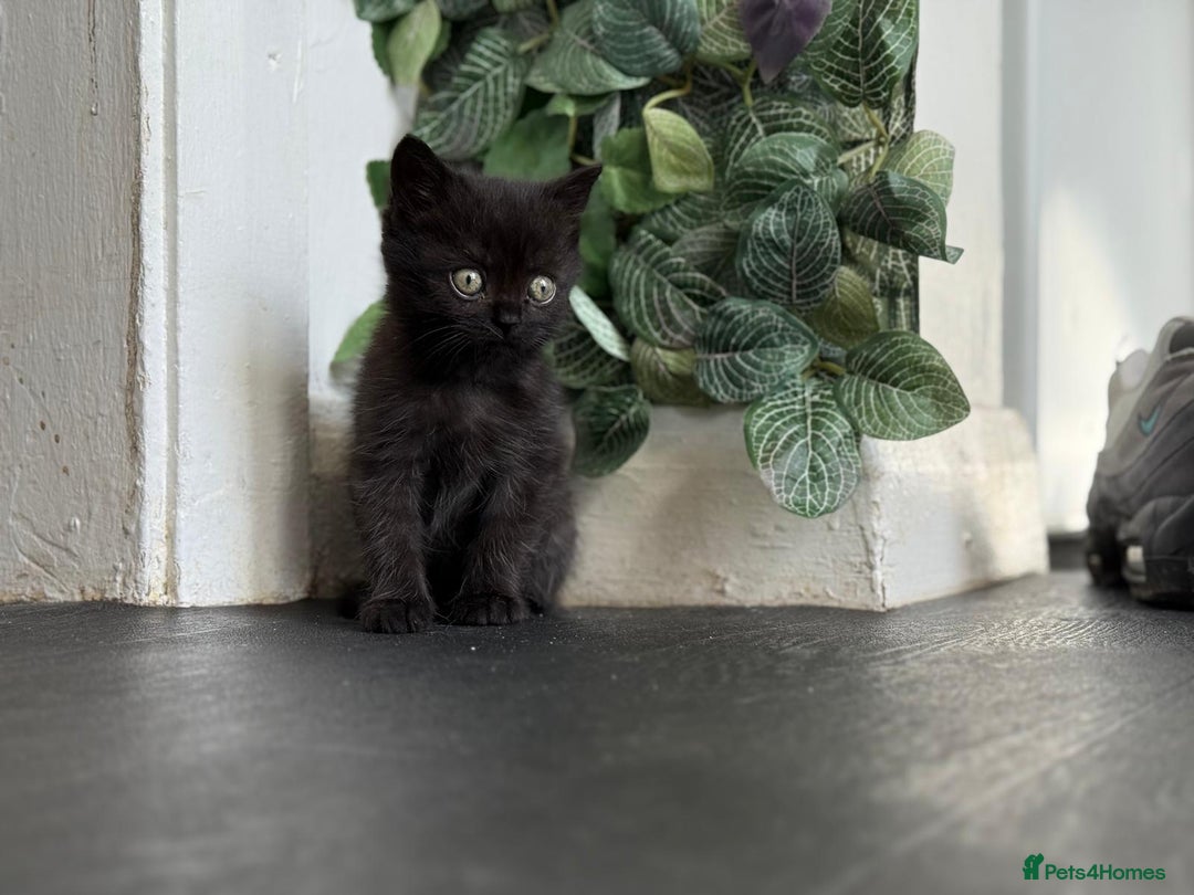 Persian cats for sale: 3 Stunning Female Kittens for Sale  - Image 21