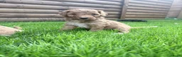 Australian Labradoodle dogs for sale: Beautiful Aussie Doodles - Advert 11