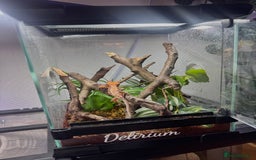 Gecko reptiles for sale: High expression Lily white Crested Gecko - Image 8