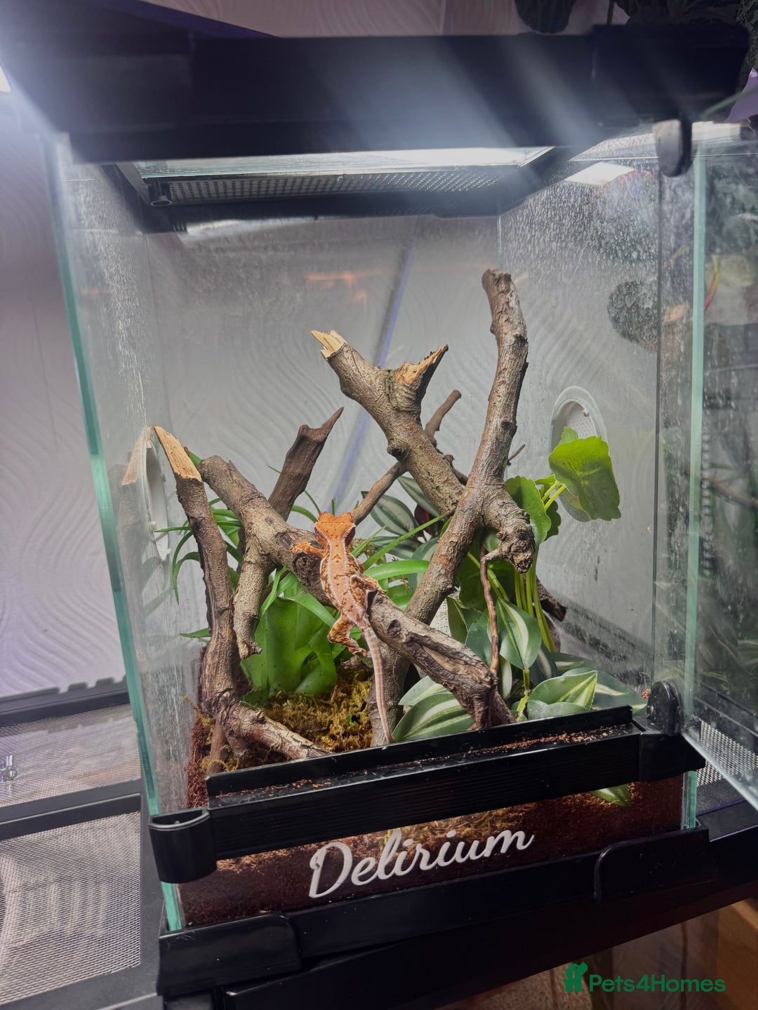 Gecko reptiles for sale: High expression Lily white Crested Gecko - Image 8