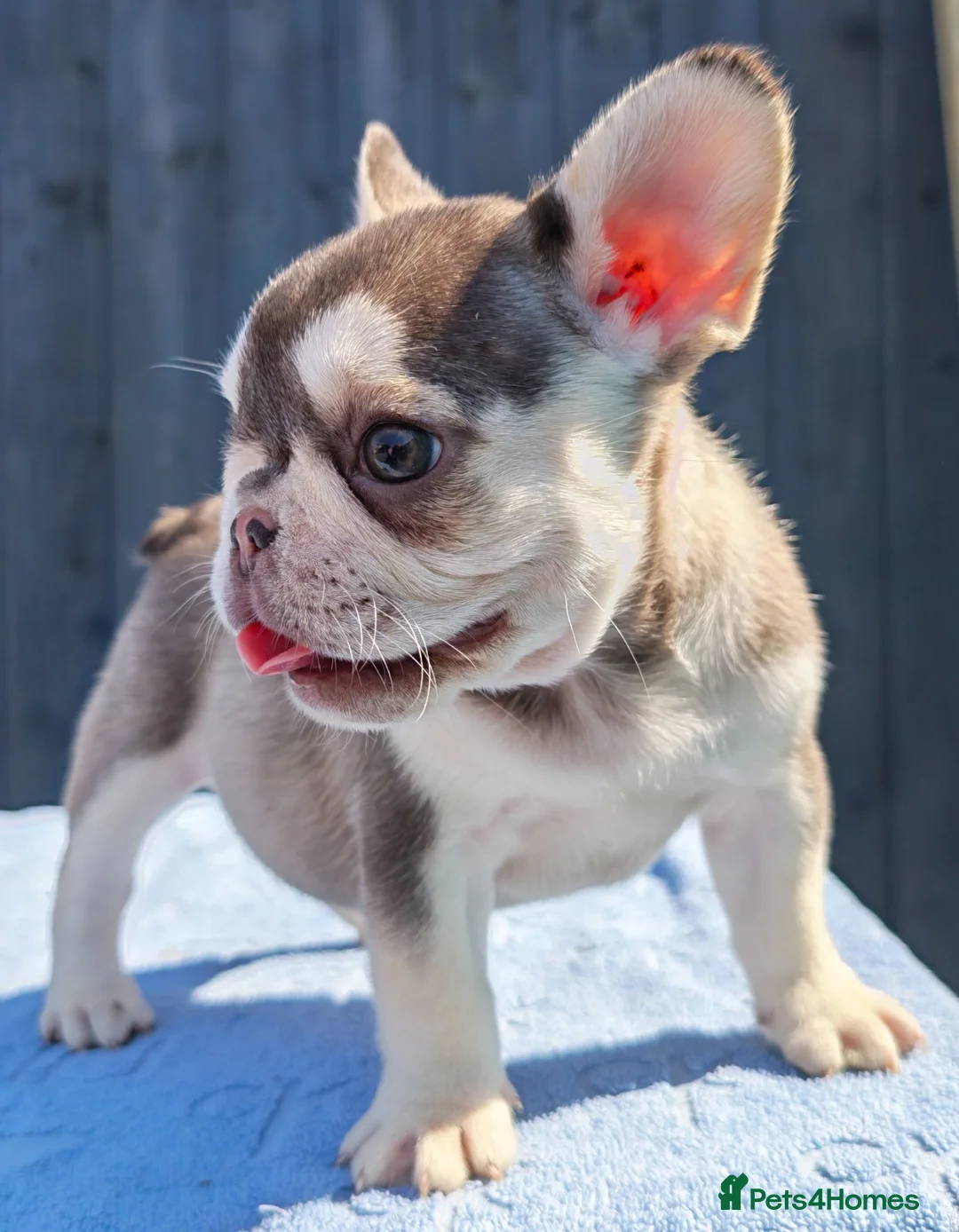 French Bulldog dogs for sale: Stunning litter of pups - Advert 1