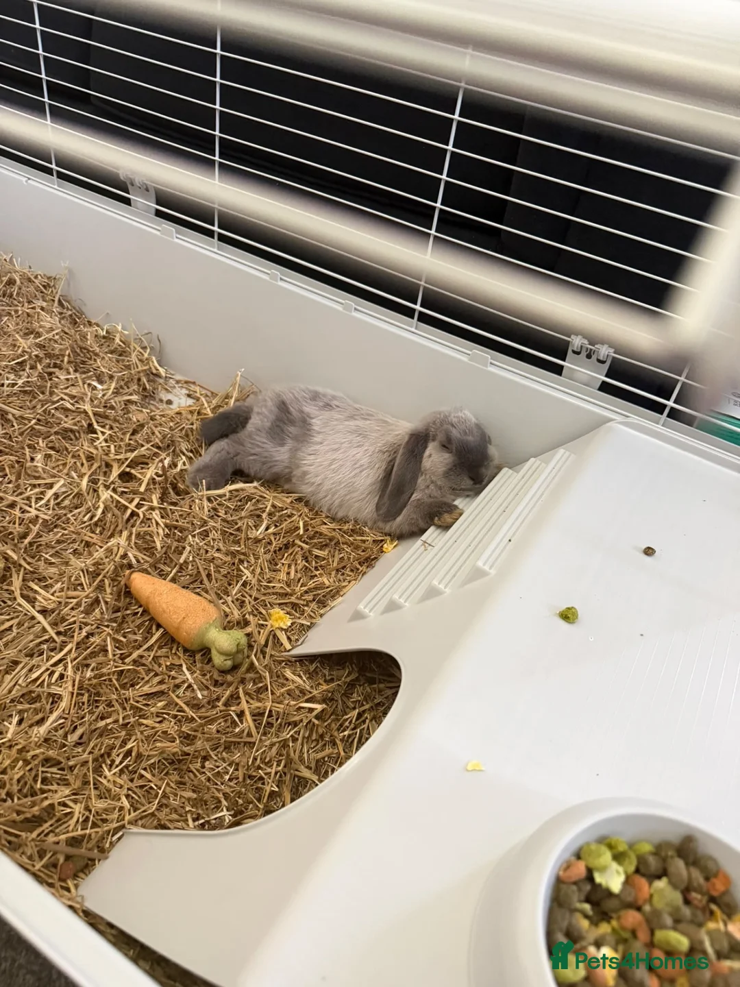 Mini Lop rabbits for sale: 2 Female mini lob rabbits - Advert 2