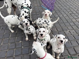Dalmatian dogs - Advert 8