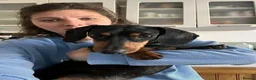 Miniature Dachshund dogs for sale: Looking for a loving home for my Nia in Edinburgh - Advert 3