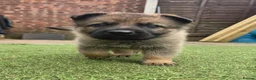 German Shepherd dogs for sale: KC registered German shepherd puppies  - Advert 14