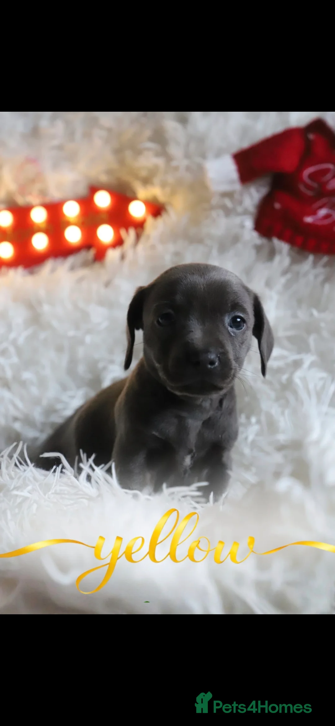 Mixed Breed dogs for sale: Puppies for sale  - Advert 7