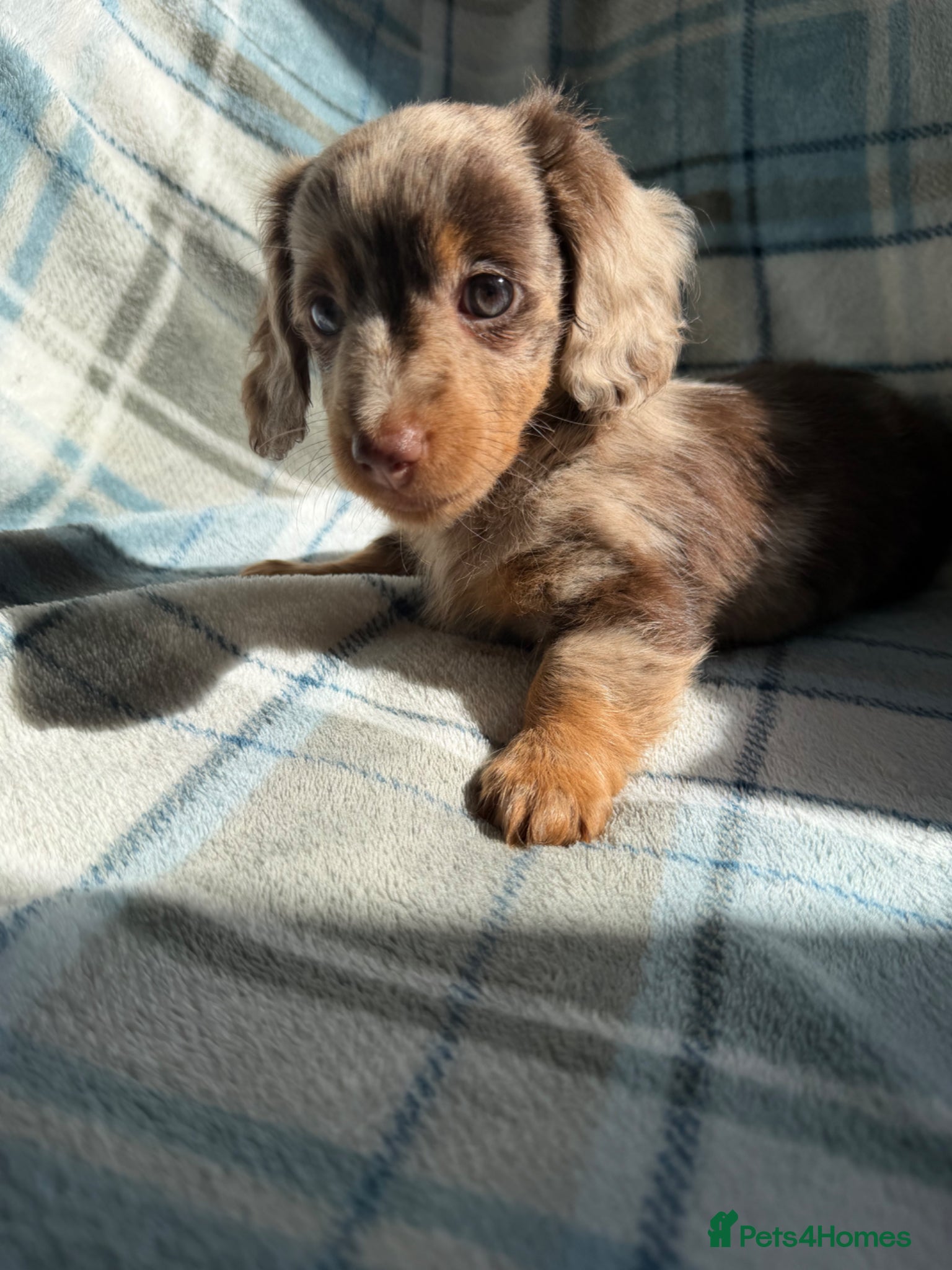 Dachshund dogs for sale: Miniature Dachshund Puppies  - Advert 17