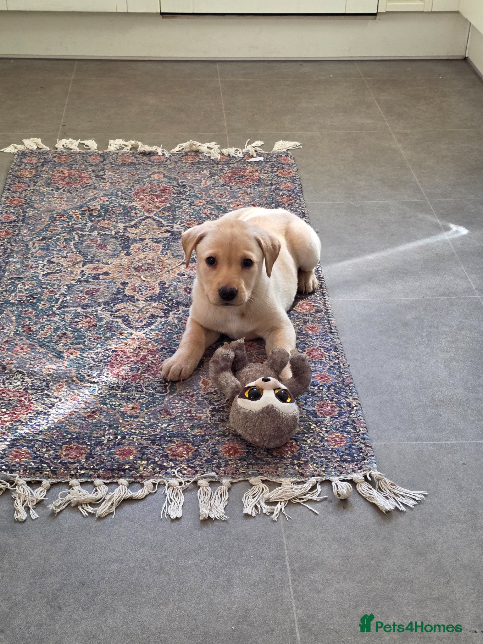 Labrador Retriever dogs Labrador puppy - Advert 6