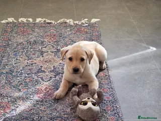 Labrador Retriever dogs Labrador puppy - Advert 8