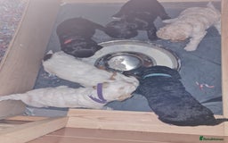 Cockapoo dogs for sale: Stunning F2 cockapoo puppies  - Image 11