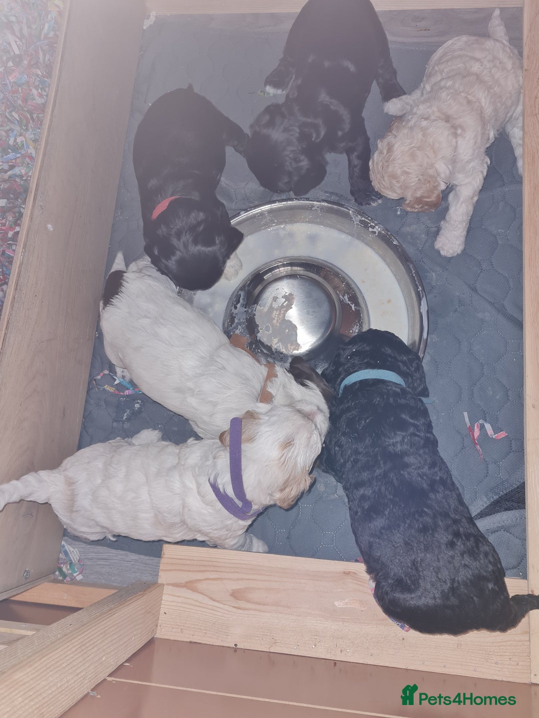 Cockapoo dogs for sale: Stunning F2 cockapoo puppies  - Image 11