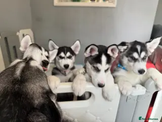 Siberian Husky dogs **Ready now** Stunning Siberian Husky puppies - Advert 18