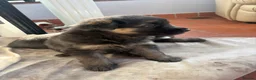German Shepherd dogs for sale: German shepherd puppies - Advert 3