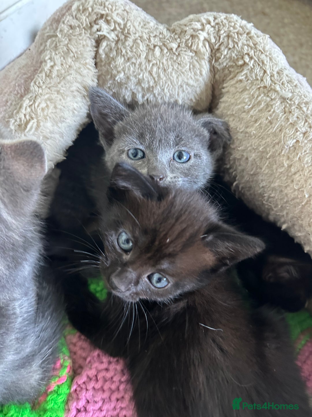 Mixed Breed cats for sale: Beautiful litter off kittens  - Image 11