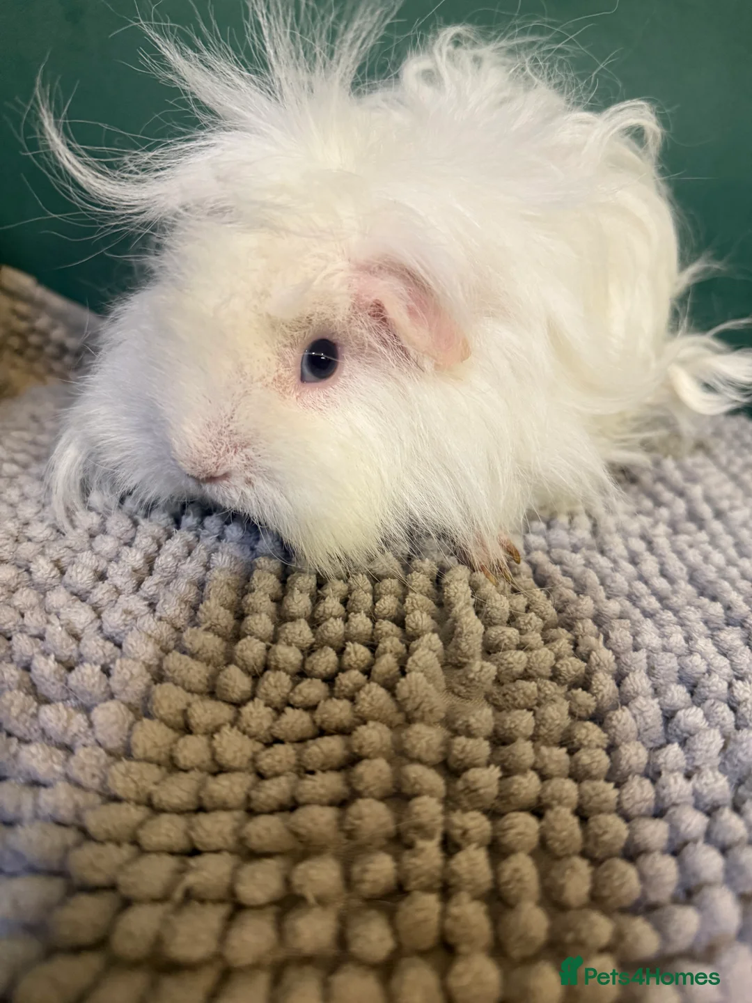 Guinea Pig rodents for sale: Lovely girls  - Advert 4