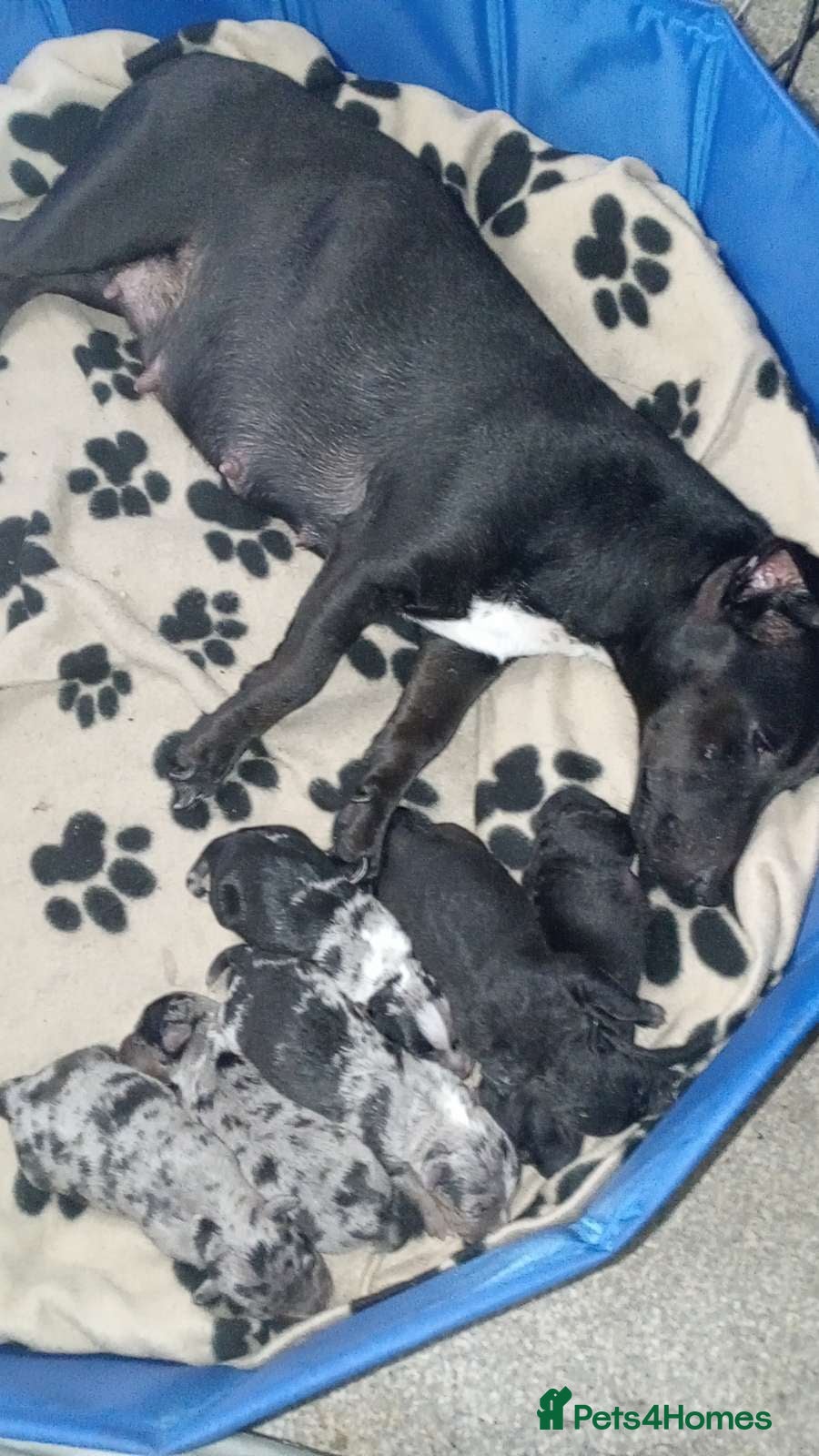 Mixed Breed dogs for sale: Patterdale lakeland x Jack russel puppies - Advert 3