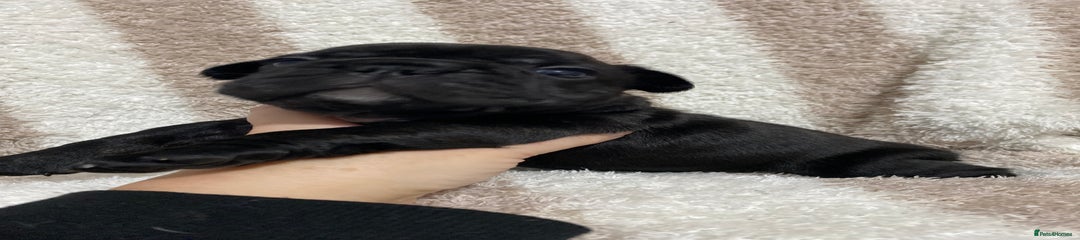 French Bulldog Puppy 3