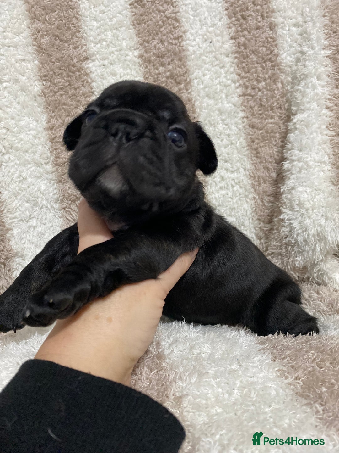 French Bulldog dogs for sale: BEAUTIFUL CHUNKY FRENCHIE PUPS - Advert 12